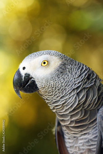 The grey parrot (Psittacus erithacus), also known as the Congo grey parrot or African grey parrot, portrait with green background.