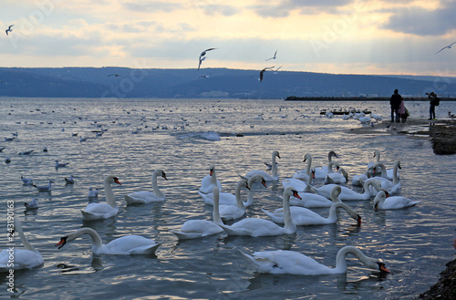 Лебеди и чайки в Чёрном море, Варна (Болгария) 