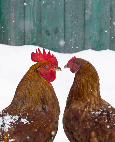 rooster and chicken love birds on snow winter snowflakes fall