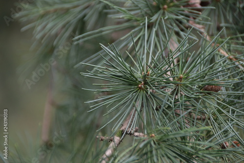 Close up Pine Leaves   Pine Tree Always Used as Christmas Tree for Celebration the Season Greetings.