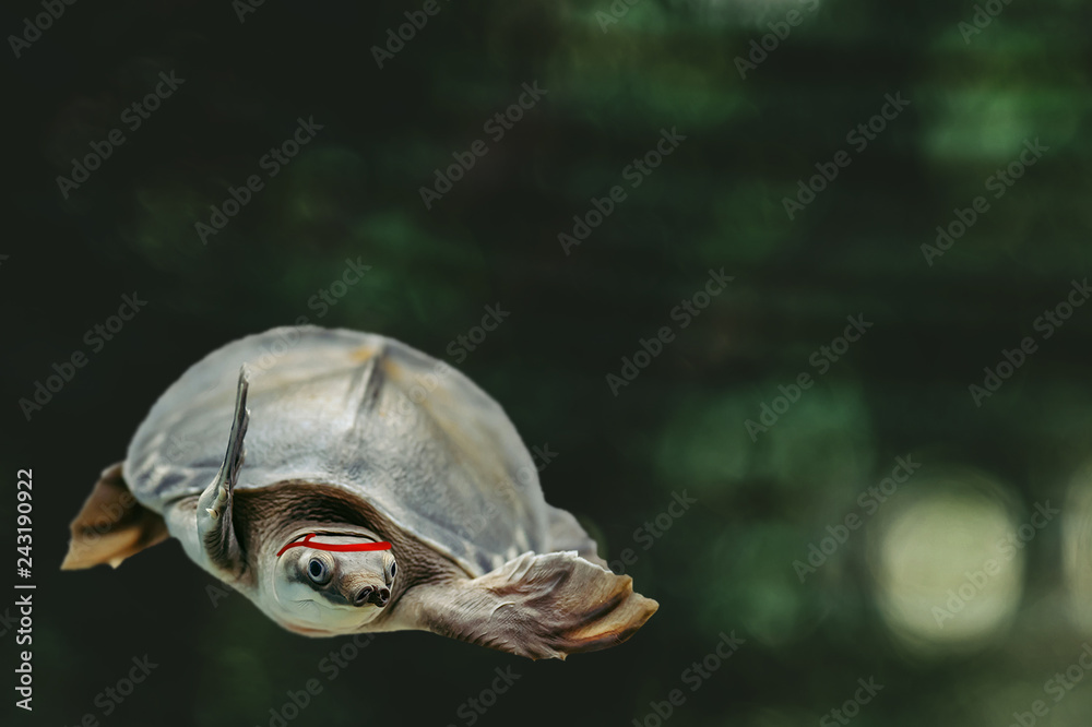 Jumping cool turtle on dark green background close-up. Underwater funny animal. Martial arts master on training in dark forest. Cool fighter strikes during battle. Dangerous guy goes on confrontation. Jumping cool turtle on dark green background close-up. Underwater funny animal. Martial arts master on training in dark forest. Cool fighter strikes during battle. Dangerous guy goes on confrontation.
