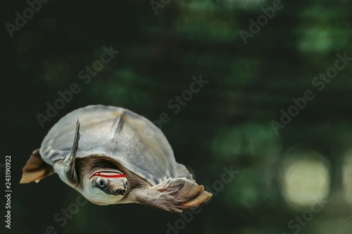 Jumping cool turtle on dark green background close-up. Underwater funny animal. Martial arts master on training in dark forest. Cool fighter strikes during battle. Dangerous guy goes on confrontation. © Daniil