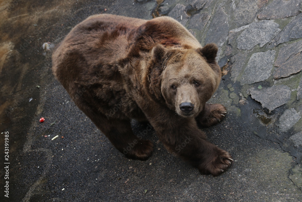 Happy Grizzly Brown Bear