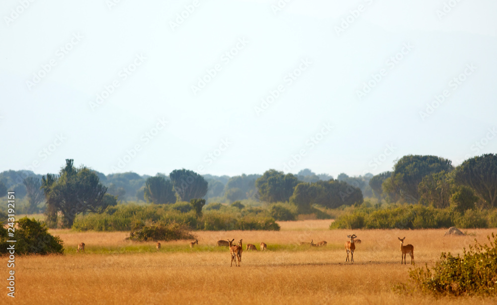 Ugandan Landscapes