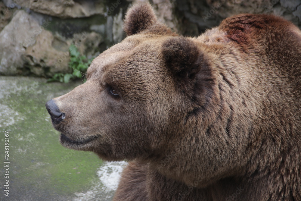 Obraz premium Happy Grizzly Brown Bear