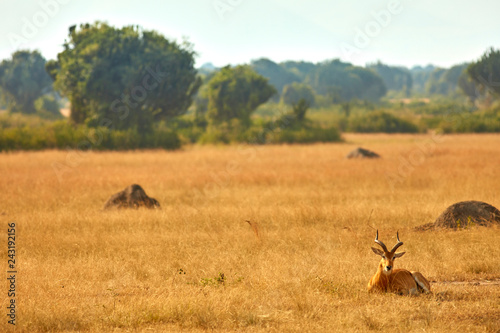 Queen Elizabeth National Park