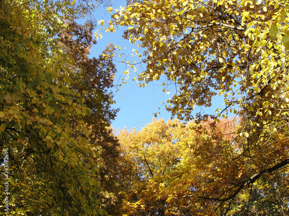 Colorful foliage in the autumn park. Autumn trees sky background. Autumn leaves. Fall landscape