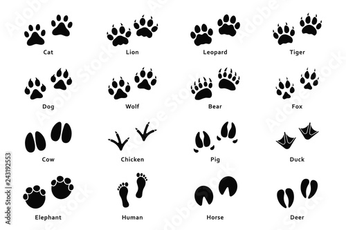 Animals footprints, paw prints. Set of different animals and birds footprints and traces. Cat, lion, tiger, bear, dog, cow, pig, chicken, elephant, horse etc photo