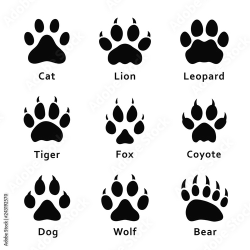 Latter forfølgelse Landbrugs Animals footprints, paw prints. Set of different animals and predators  footprints and traces. Cat, lion, leopard, tiger, fox, wolf, coyote, dog,  bear Stock Vector | Adobe Stock