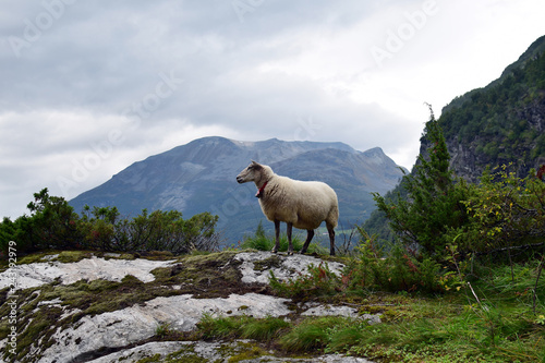 sheep grazing, Geiranger, Norway