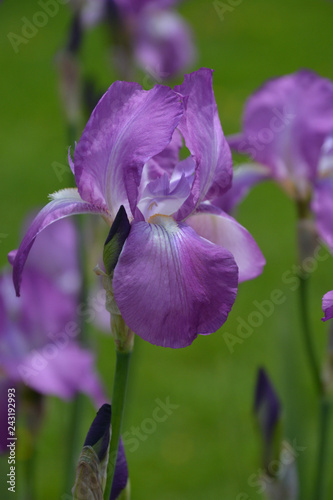 Iris - Schwertlilie - Iris Germanica