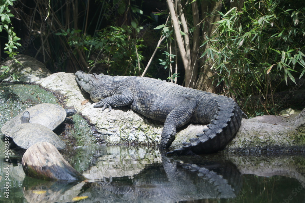 Naklejka premium cocodrilo