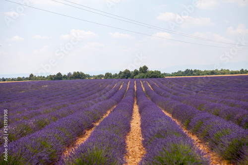 lavanda field
