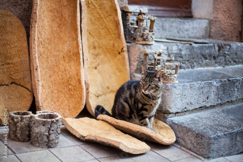 Cat at handcraft market