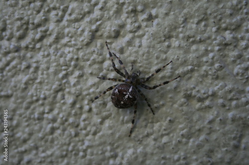 pająk, spider