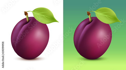 Plum vector illustration on...