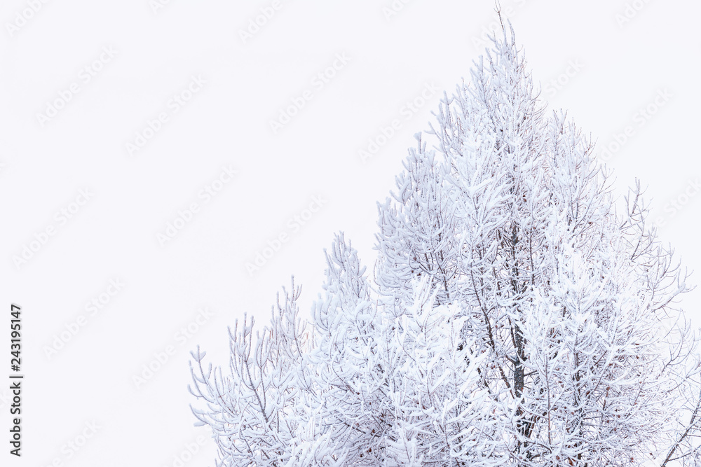 Fototapeta premium Larch in snow. Siberia, Russia.Snow on the branches ,and light frost.Quietly the snow falls.Coniferous tree with bright yellow needles. Larch branch in first winter snow at sunny day. Winter time.