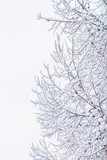 Close up of branches covered with snow.Tree Branch In The Snow In The Winter Stock Photo.Branches of tree covered with fresh snow, close-up view.
