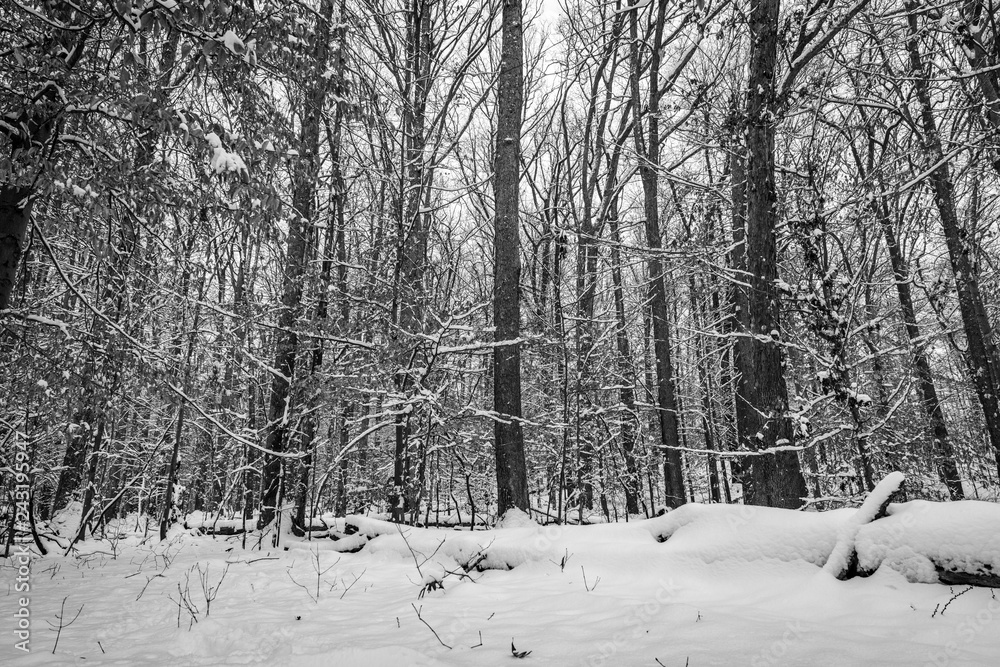 Fototapeta premium Snow Day 2019_04