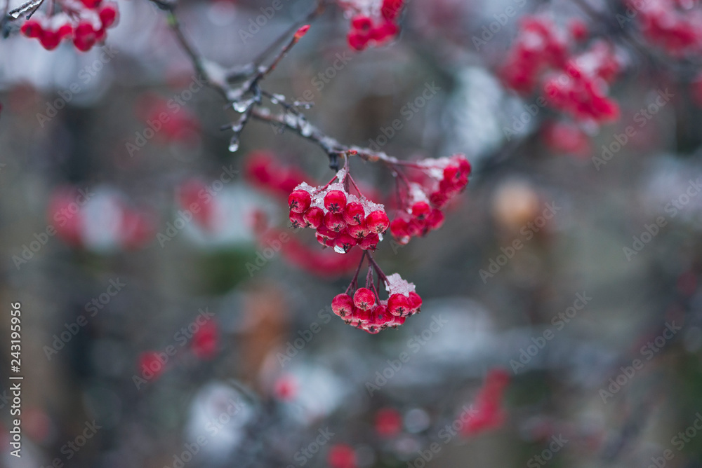 red berries in snow. space for text. red berries in snow. space for text.