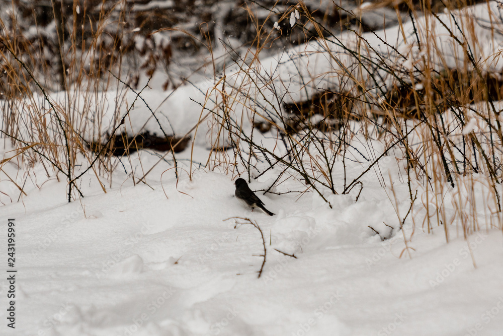 Snow Day 2019_02 Snow Day 2019_02