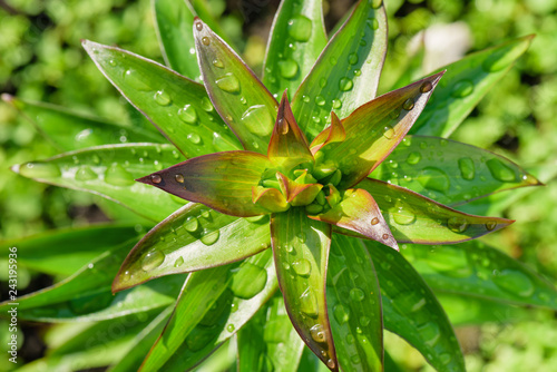 Leaves with water drops.Copy space. Сoncept purity in nature.Green juicy leaves. May-lily and raindrops on leaves and stems.Lily sprouts with dew drops in the spring garden.