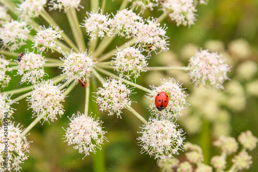 Ladybug on Angelica sylvestris flower close-up - macro. Beautiful summer floral background. Ladybug on Angelica sylvestris flower close-up - macro. Beautiful summer floral background.
