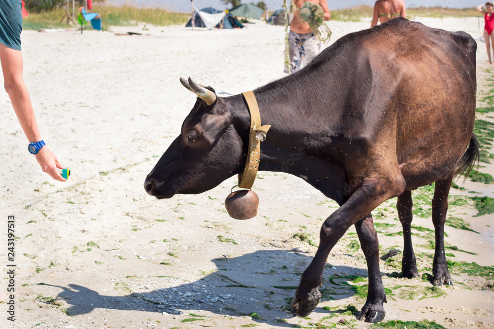 Thirsty domestic farm red black cow walking on sea coastal beach coastline among people Thirsty domestic farm red black cow walking on sea coastal beach coastline among people