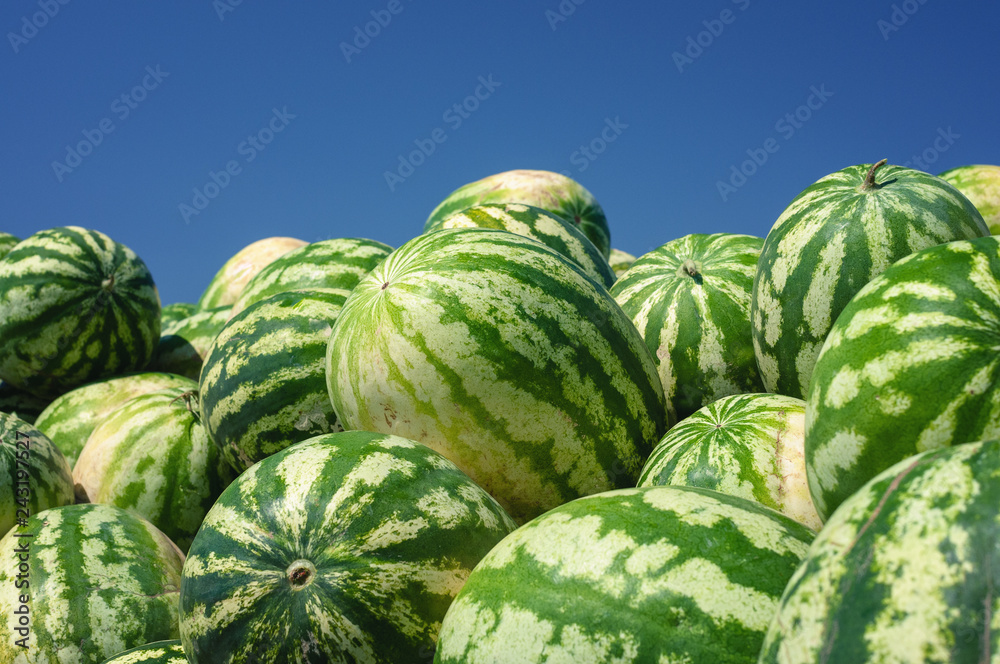 A lot of ripe watermelons against the blue sky. Closeup of a green watermelon. A lot of ripe watermelons against the blue sky. Closeup of a green watermelon.