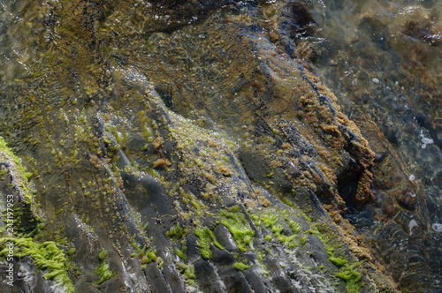 The texture of the stone with green algae, washed by sea water.