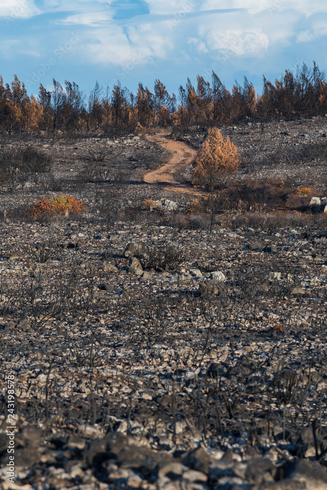 Fototapeta premium Wildfire ravaged field with red dirt road leading to treeline