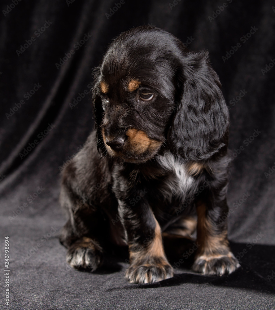 .black dog puppy Russian Spaniel on black background .black dog puppy Russian Spaniel on black background