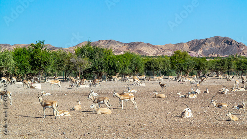 Antelope group in a safari park on the island of Sir Bani Yas, United Arab Emirates photo