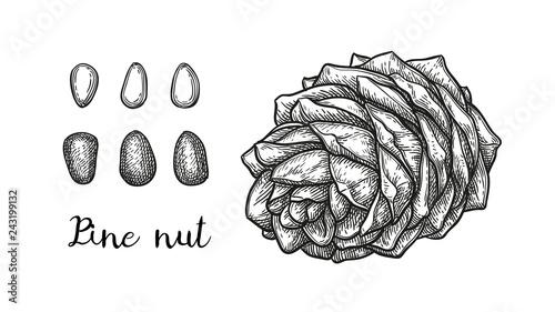 Ink sketch of pine nut.