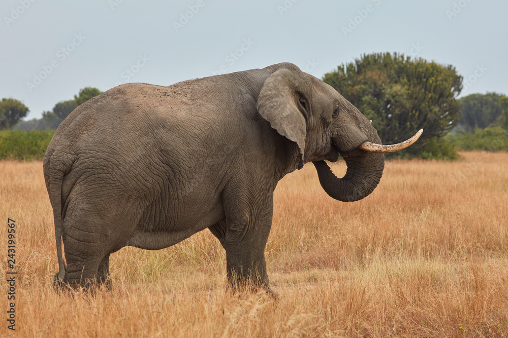 Obraz premium Queen Elizabeth Wildlife