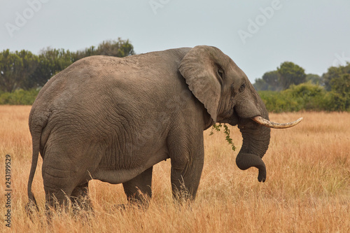 Queen Elizabeth Wildlife