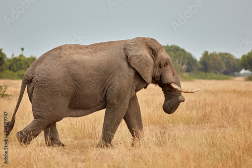 Queen Elizabeth Wildlife