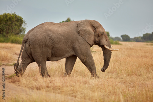 Queen Elizabeth Wildlife