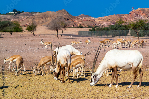 Antelope group in a safari park on the island of Sir Bani Yas, United Arab Emirates