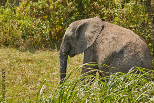 Queen Elizabeth Wildlife