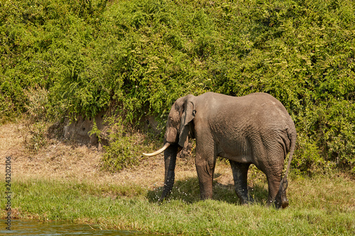 Queen Elizabeth Wildlife