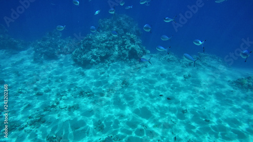 Flock of tuna underwater diving  spactacular wiev