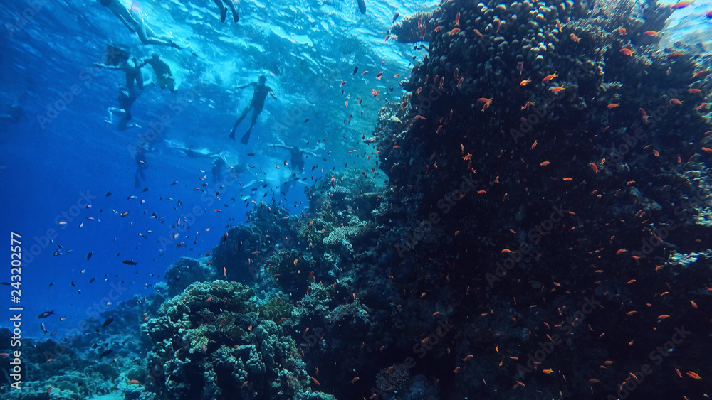 Obraz premium Coral reef underwater, a lot of fish, diving