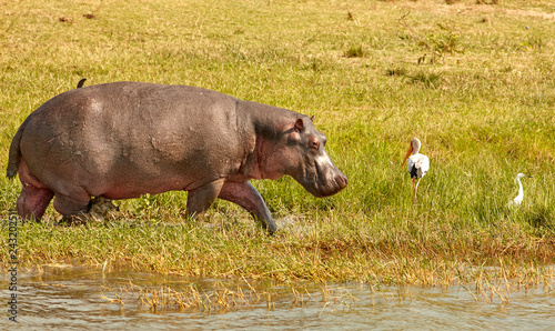 Queen Elizabeth Wildlife