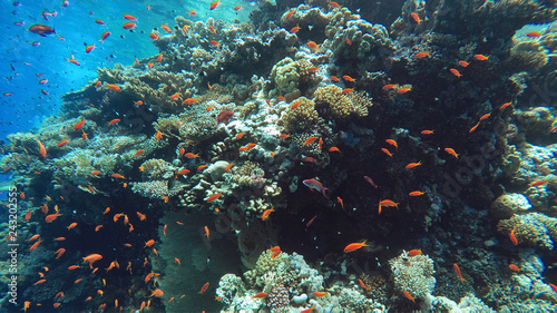 Fototapeta Naklejka Na Ścianę i Meble -  Coral reef underwater, a lot of fish, diving