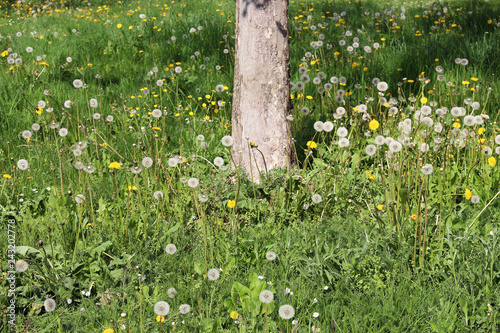 Fototapeta Naklejka Na Ścianę i Meble -  dandelion flowers at springtime