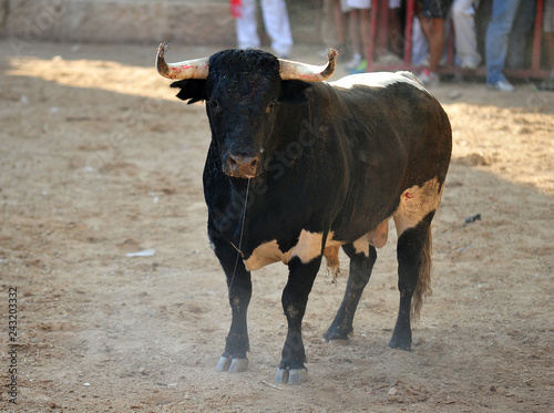 bull in spain