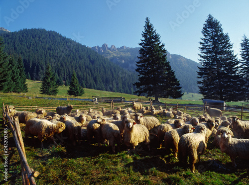 Sheep in Chocholowska Valley, Tatry mountains, Poland