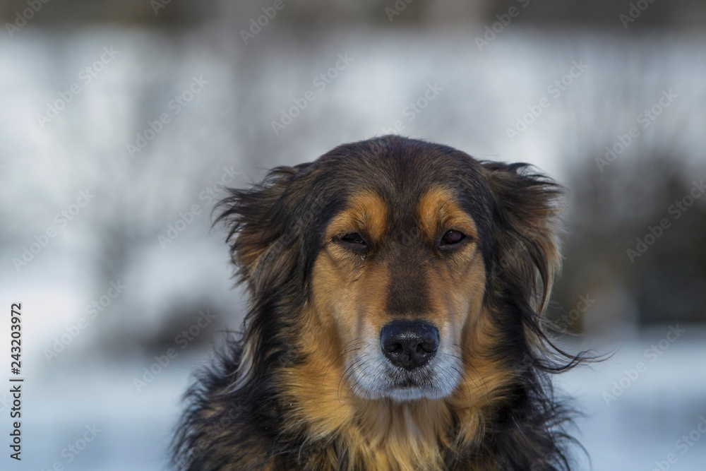 Beautiful Multicolored Dog in Winter, Yellow and Black Dog