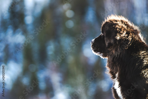 Beautiful Black Newfoundland Dog in Winter in Quebec Canada photo